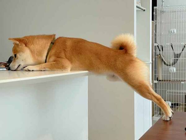 『PUMA』みたいな犬　叱った１枚に「笑った」「Tシャツ化して」