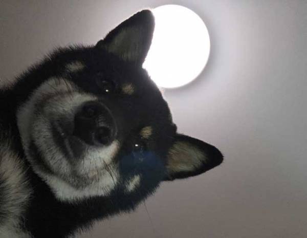 横になっていると？　最高すぎる光景に「どこかで見たぞ、この構図」