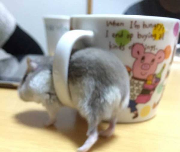 テーブルの上を歩くハムスター　マグカップを見つけると…？「頬が緩んじゃう」