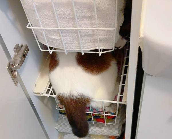 頭隠して『尻としっぽ』隠さず　飼い主が見た光景に「大笑いした」