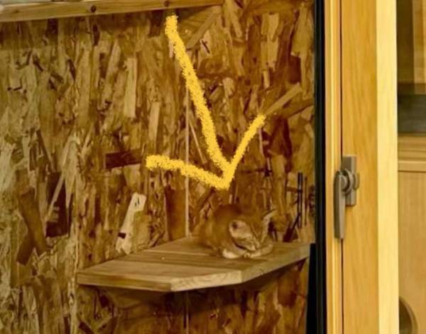 １匹だけではありません　猫が隠れてる写真に「見事に擬態してる」