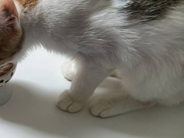 生後４か月の子猫、体重計に乗ると？　飼い主の反応に「愛情の賜もの」