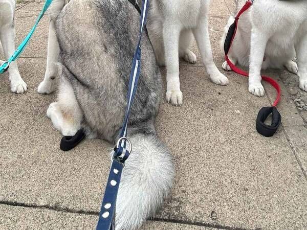 飼い主「わざと？」　４匹の集合写真に「笑った」「思春期の子供か」