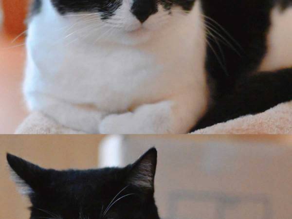 くつろぐ猫　瞬きをしてアピールすると？「目、どこいったー！」