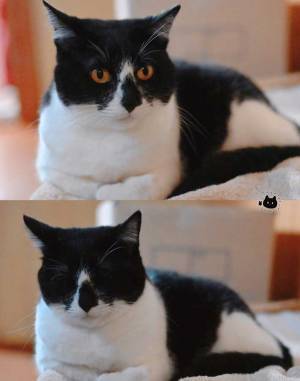 くつろぐ猫　瞬きをしてアピールすると？「目、どこいったー！」