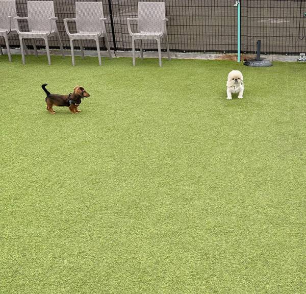 ドッグランで『犬見知り』を発揮する犬　飼い主が見た光景が、こちら