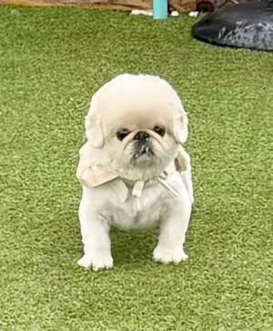 ドッグランで『犬見知り』を発揮する犬　飼い主が見た光景が、こちら