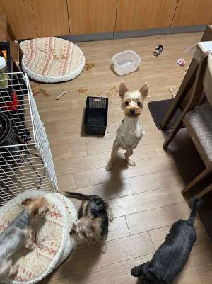 犯人は誰…　散らかった部屋の１枚に「笑った」「言い訳してるな」