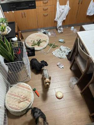 犯人は誰…　散らかった部屋の１枚に「笑った」「言い訳してるな」