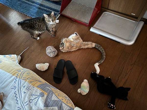 スリッパを履こうとした男性　目にした光景に「会社に休みの連絡をしなきゃ」