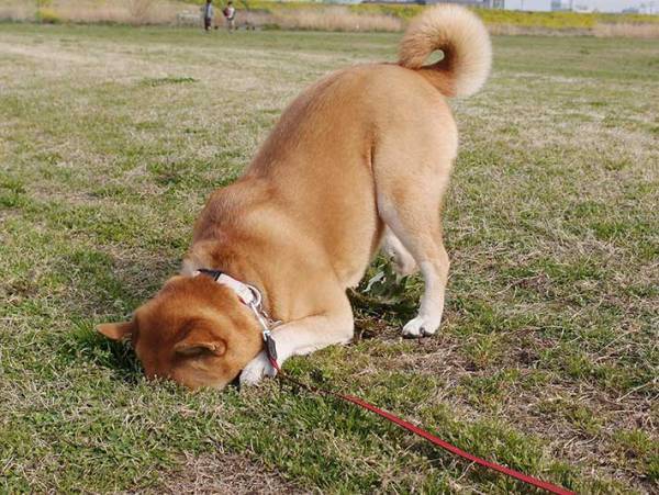 電車内にあった広告に、『２０万人』が感動！　「これは泣く」