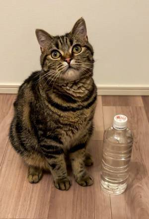 生後２か月の子猫、７か月後？　２枚に「めっちゃエモい」「なんか泣ける」