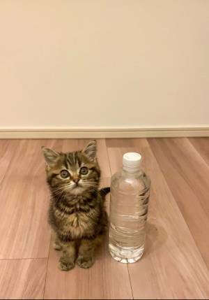 生後２か月の子猫、７か月後？　２枚に「めっちゃエモい」「なんか泣ける」