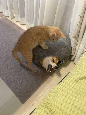 猫用ハウスに入った犬の末路…　猫の反撃に「手も足も出ない」「笑った」