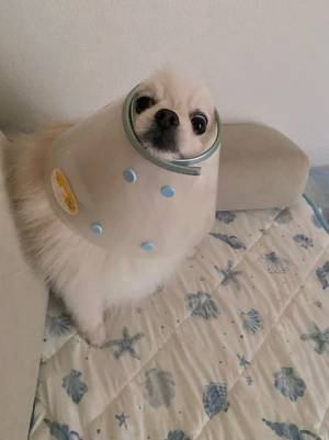 夫に「エリザベスカラーをつけて」と頼んだら…？　「どうしてこうなった」