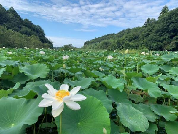 レンコンのアク抜きは必要？　農家の回答に「そうだったのか」