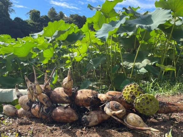 レンコンのアク抜きは必要？　農家の回答に「そうだったのか」