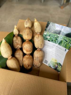 レンコンのアク抜きは必要？　農家の回答に「そうだったのか」