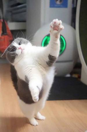 「かーめーはーめー派ー！」　猫の１枚に「笑った」