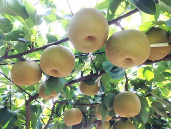 梨農家に聞いた！　『ハズレ梨』を選ばないコツは、色が…？