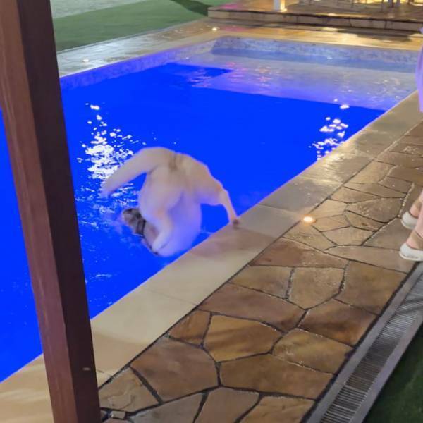 プールでテンションが上がったハスキー　３秒後の悲劇に「笑った」「あかーん！」