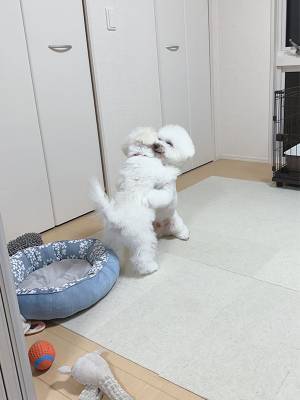 トリミングに行った２匹　数時間後の姿に「いい表情」