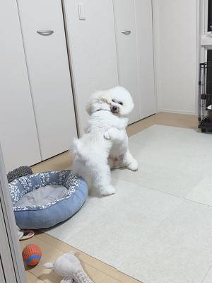 トリミングに行った２匹　数時間後の姿に「いい表情」