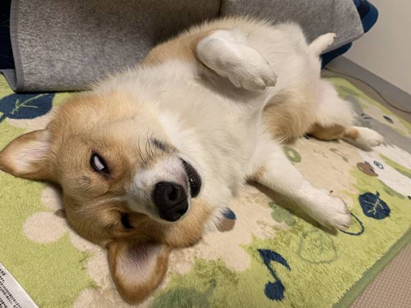 「もはや放送禁止だろ」　爆睡中の犬を見ると？「どうしてそうなった」「事件かな？」