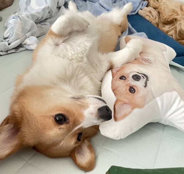 「もはや放送禁止だろ」　爆睡中の犬を見ると？「どうしてそうなった」「事件かな？」