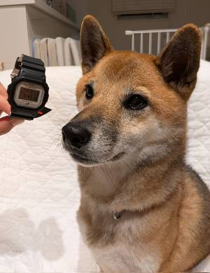 「これで散歩も楽しくなりそう」　柴犬ファン歓喜の『G-SHOCK』がこちら