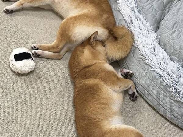 ぐっすり眠る柴犬、その下を見ると…「笑った」「アロマ出てる？」