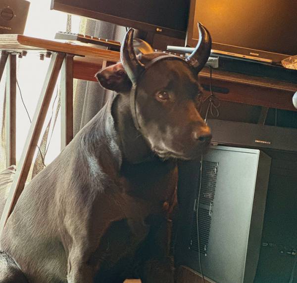 愛犬に『角』を付けた飼い主　思わぬ展開に「違和感どこ行った？」