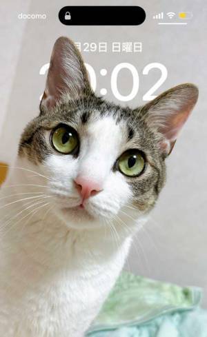 飼い主「邪魔すぎる」　愛猫を待ち受け画面にしたら…「吹き出した」「主張が強い」