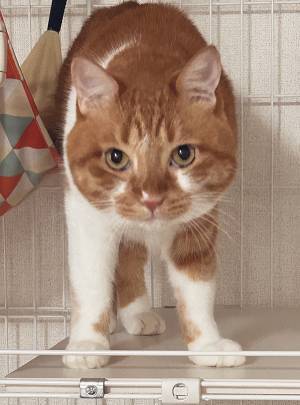 「ごめん笑った」「この顔よ」　来客が出ていくと、内弁慶な猫が？