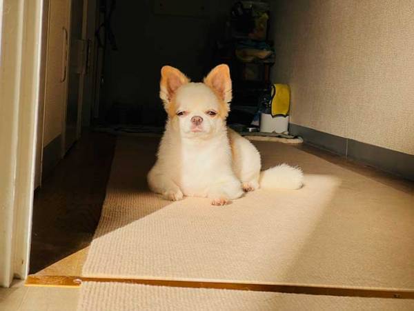 飼い主が見た愛犬が…？　ご利益のありそうな１枚がこちら