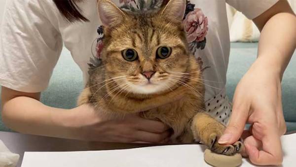 飼い主「肉球の型取りをしただけなのに…」　愛猫の表情に『１１万人』が爆笑！
