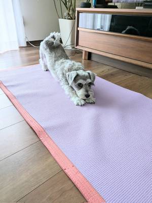 「飼い主を差し置いて…」　ヨガマットの上で『猫のポーズ』をしているのは？