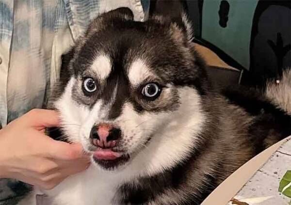 犬の写真