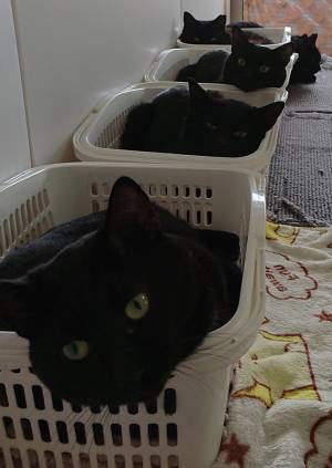 「ラベルを貼って出荷」　並んだカゴの中に？　「入荷待ちしたい」「置き配できる？」