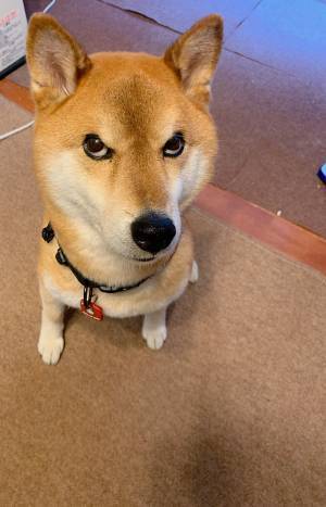 「圧がすごい」「完全に怒ってて笑う」　朝ごはんの準備が遅い飼い主に、柴犬が…？