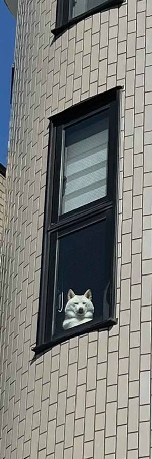 オヤツを買いに行く飼い主　１枚に「笑った」「監視委員会トップかよ」