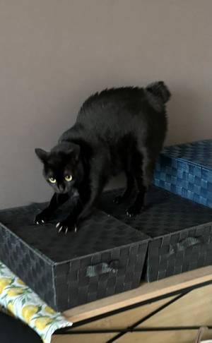 完璧な『やんのかステップ』を披露する猫　凶悪そうな姿に「強そう」「保存した」