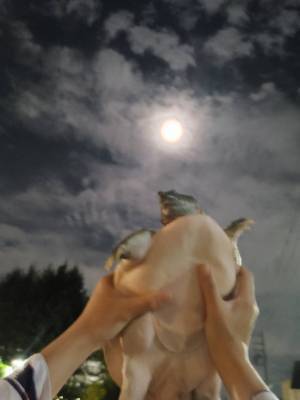 「リアルでやる人を初めて見た」　月と一緒に写るのは…？