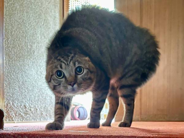 実家に帰ってきた妹を見た猫「やんのか！」　絵に描いたような姿がこちら