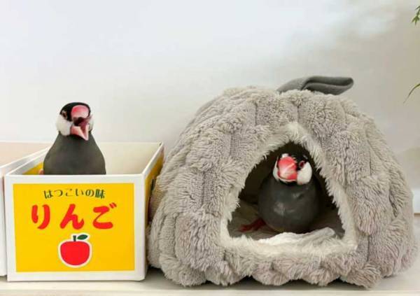 抗議する文鳥　理由が分かる写真に「これは叫んじゃう」「笑った」