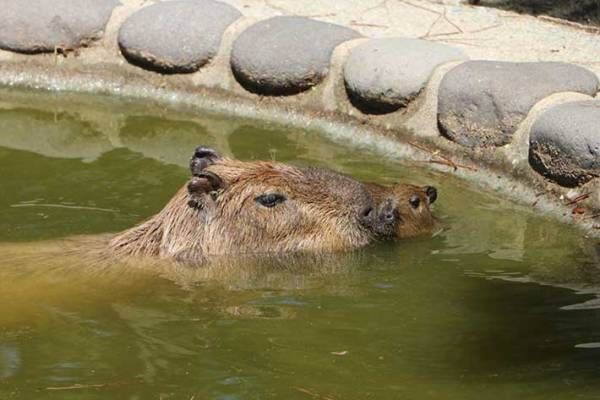 カピバラ