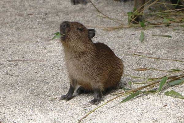 三つ子のカピバラが誕生　赤ちゃんの写真に「かわいすぎて、涙が出てきた」