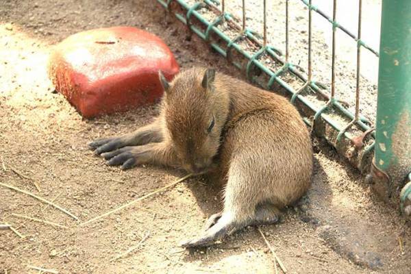 三つ子のカピバラが誕生　赤ちゃんの写真に「かわいすぎて、涙が出てきた」