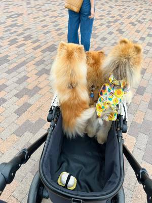 飼い主「せっかく大きいのを買ったのに」　ペットカートで、前のめりすぎる３匹がこちら
