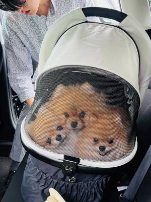 飼い主「せっかく大きいのを買ったのに」　ペットカートで、前のめりすぎる３匹がこちら